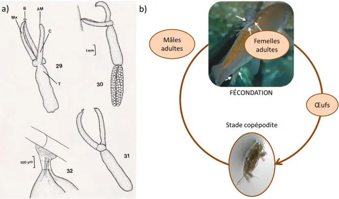 Figure 5 : Présentation du modèle d’étude, Tracheliastes polycolpus et de son hôte, la vandoise