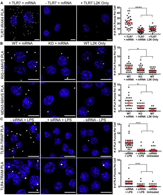 Figure 2. PLA Detection of PRR Activation in Cells with Modulated PRR Expression Levels