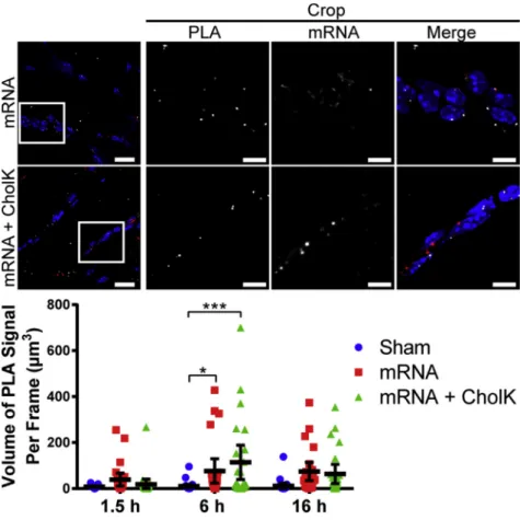 Figure 5. TLR7 Activation by PLA in Muscle Tissue Representative images of TLR7-IRAK4 PLA (white) 6 hr following i.m
