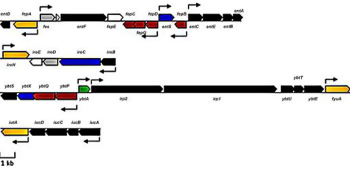Figure  12  :  «  Clusters  »  de  gènes  permettant  la  production  des  quatre  sidérophores de E