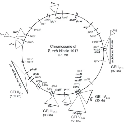 Figure 14 : Carte schématique du génome de E. coli Nissle. 