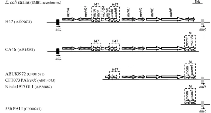 Figure 16 : Comparaison des fragments d'ADN contenant le système génétique  de production de la microcine H47