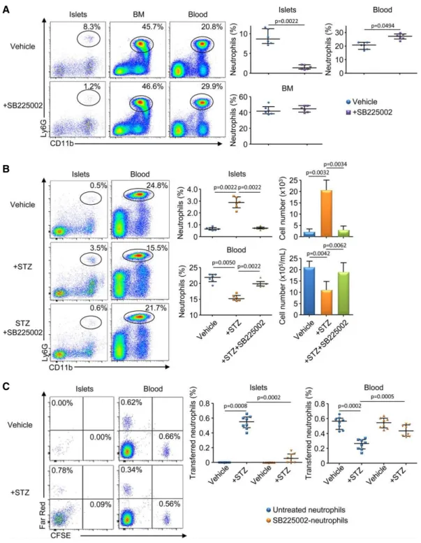 Figure 2 . Neutrophils recruitment in the pancreas is dependent on CXCR 2 .