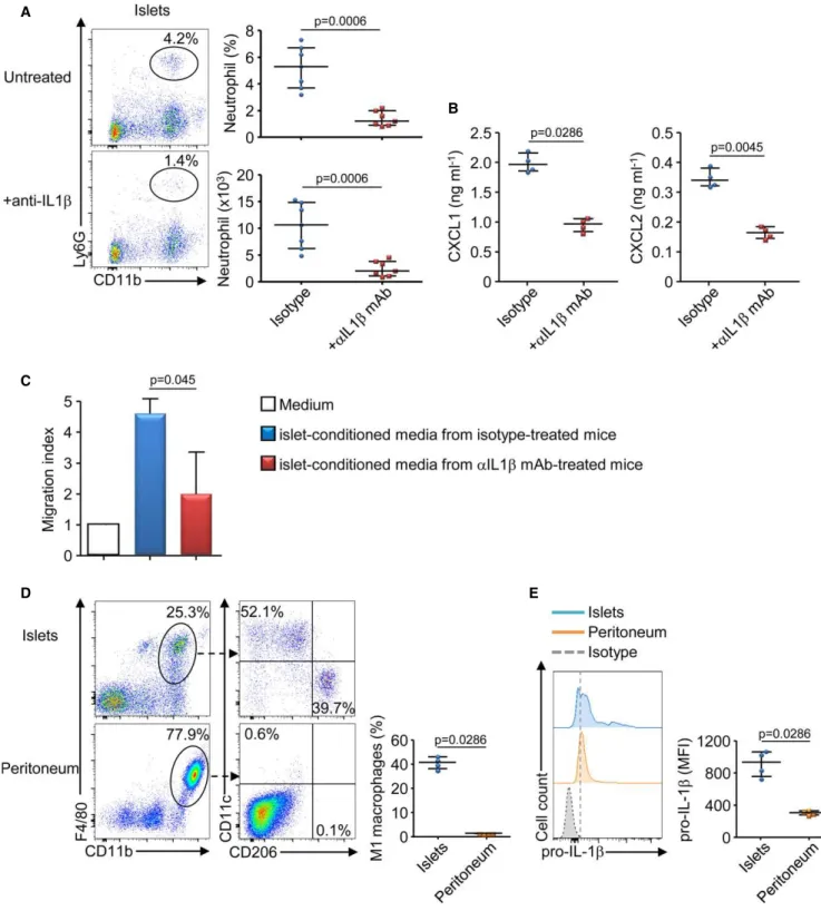 Figure 5 . IL- 1 b is required for CXCR 2 ligand production and neutrophil recruitment in the pancreatic islets.