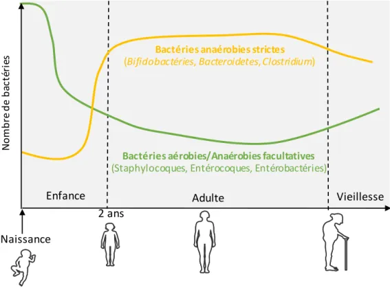 Figure 3. Représentation simplifiée de l'évolution du microbiote au cours de la vie. 