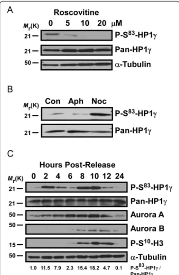 Figure 1 Levels of P-Ser 83 -HP1γ are cell cycle-dependent, increasing significantly in G 2 /M