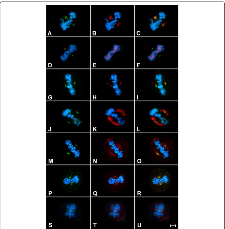 Figure 3 P-Ser 83 -HP1γ colocalizes with Aurora A at the mitotic spindle. Representative images are shown for localization in mitotic HeLa cells