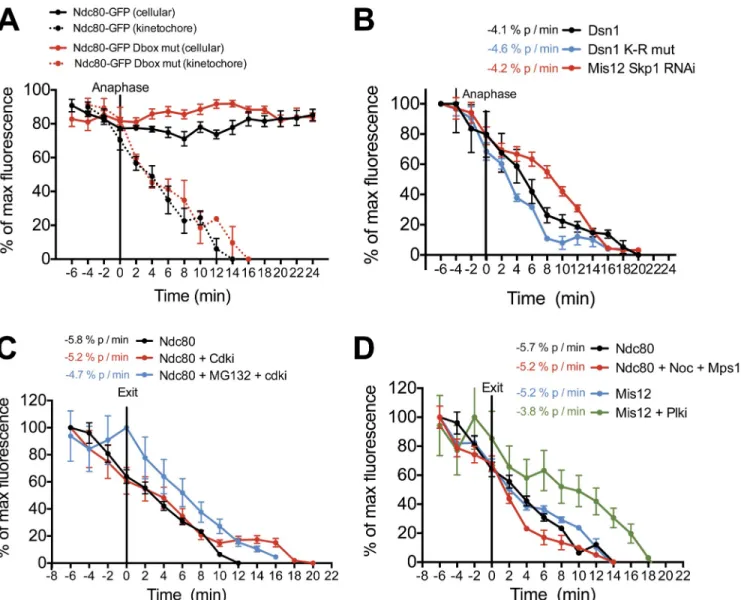 Figure 2.  Protein degradation and morphological changes at anaphase do not drive kinetochore disassembly