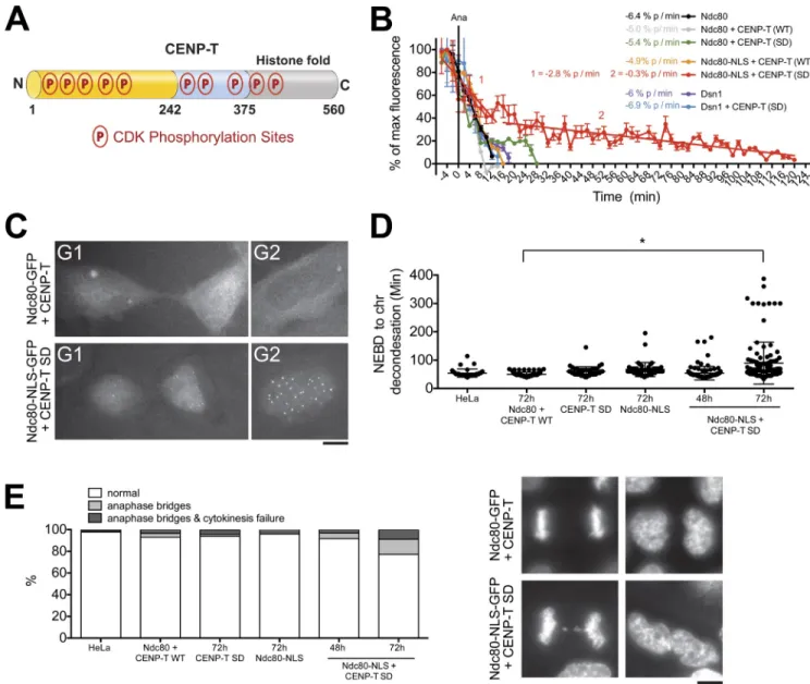 Figure 5.  CENP-T phosphorylation controls assembly of the Ndc80 complex at kinetochores