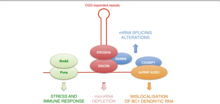 Figure 2 Various RNA binding proteins have been found to associate with RNAs containing expanded CGG repeats