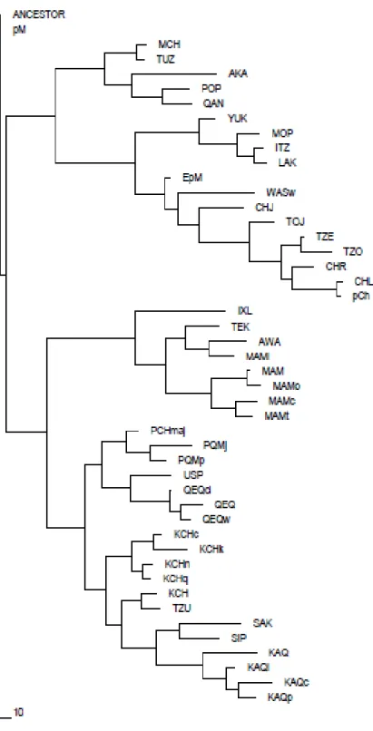 Figure 1. Phylogramme des langues mayas (Léonard, Vulin &amp;  Darlu 2009). 