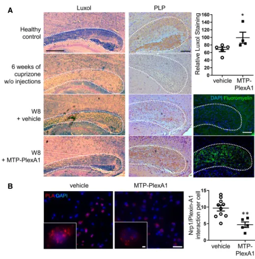 Figure 7 . Rescue of corpus callosum myelination after cuprizone-induced demyelination.