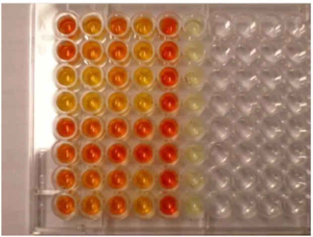 Fig 3. Révélation du test de cytotoxicité par transformation des sels de XTT en formazan, coloré en  orange