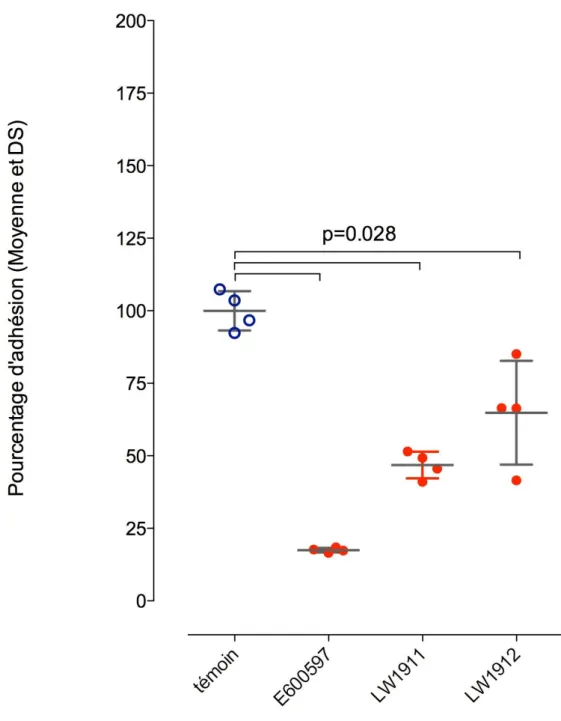 Figure  10.  Pourcentages  d’adhésion  d’E.coli  UTI89  aux  cellules  T24  en  présence  de  3  produits  (E600597,  LW1911  et  LW1912)  à  la  concentration  de  1%  (P/V)  versus  témoin  (moyenne  ±  DS;  n=4,  test  de  rang  de  Mann&amp;Whitney)