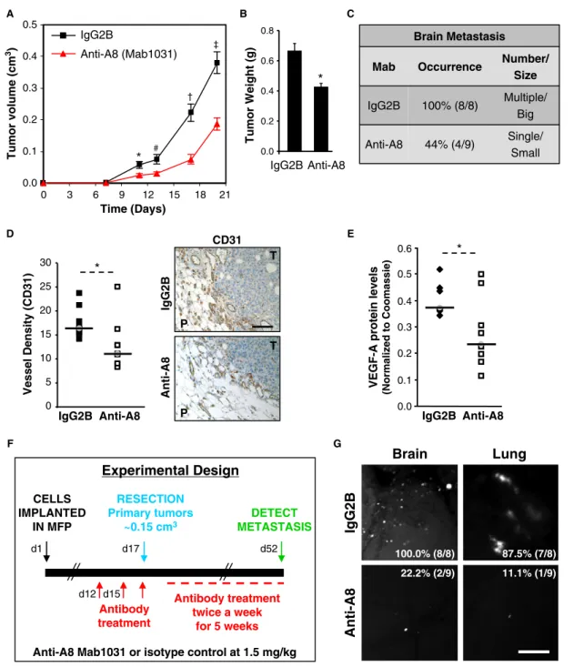 Figure 7. ADAM8 monoclonal antibody decreases orthotopic tumor formation, angiogenesis and metastasis..