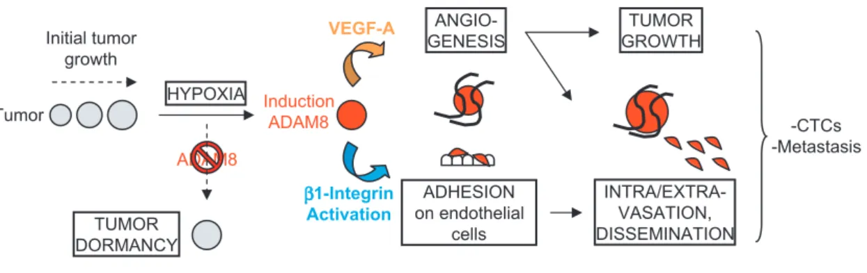 Figure 8. Model of the roles of ADAM8 in breast tumor growth and dissemination.. When solid tumors reach a few millimeters in diameter, hypoxic stress is induced, which leads to ADAM8 induction resulting in strong pro-angiogenic signaling, in part via VEGF