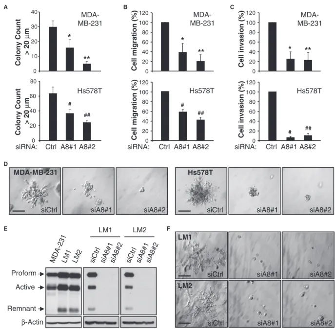 Figure 3. ADAM8 maintains the aggressive phenotype of TNBC cells in 3D-culture..