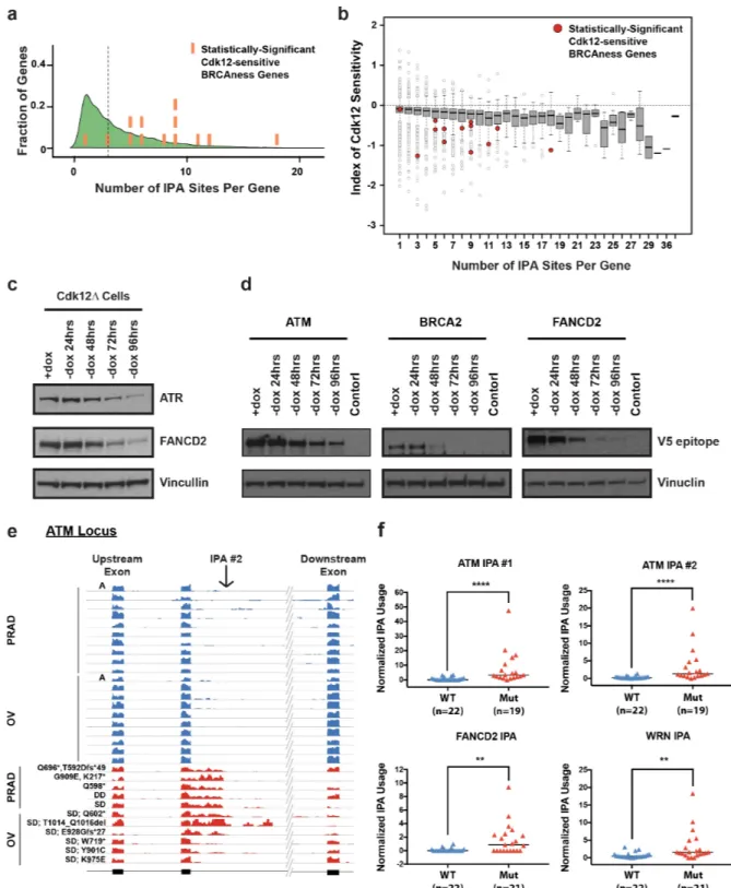 Figure 4. Many BRCAness HR genes contain multiple IPAs, making them particularly  sensitive to Cdk12 loss; human tumors with CDK12 LOF upregulate IPAs  (legend on next  page) 