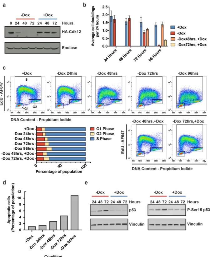 Figure 1. Loss of Cdk12 leads to profound, but reversible, viability defects in mESCs  (legend on next page)  