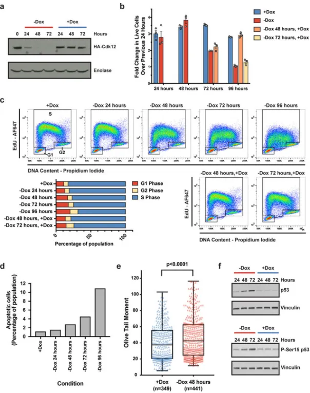 Figure 1. Cdk12 depletion causes attenuated DNA damage repair in mESCs