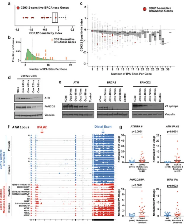 Figure 4. HR genes are highly responsive to Cdk12 loss and human tumors with CDK12 LOF  upregulate IPAs