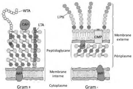 Figure 3 : Agencement des différentes couches de l'enveloppe bactérienne pour les Gram + à gauche et pour les Gram – à  droite, d’après [25]