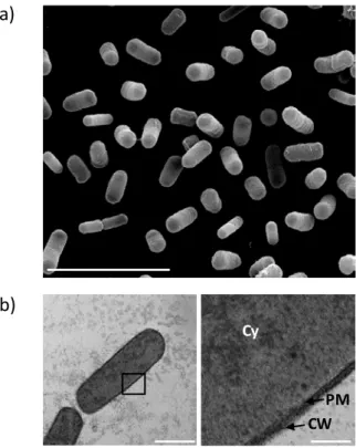 Figure 10 : Escherichia coli observée en microscopie électronique a) à balayage et b) en transmission avec le cytoplasme  (Cy), la membrane plasmique (PM) et la paroi (CW), l’échelle est de 5 µm (a), 500 nm (b, image de gauche) et 100 nm (b, 