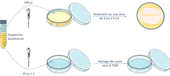Figure 37 : Schématisation du protocole d'évaluation de l'efficacité du traitement par le faisceau d'électrons