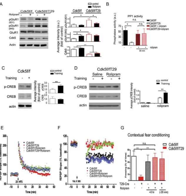 Figure 6. Inhibition of PDE4 by rolipram can restore LTP deficits and rescue memory impairments in Cdk5f/f/T29 mice