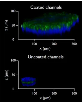 Figure 6. Three-dimensional analysis of 3D microtissues produced in gelatin-coated microchannels  (top) and in control uncoated microchannels (bottom)
