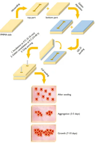 Figure 1. General scheme of the fabrication of gelatin-coated microchips (upper part) and  representation of the cell’s aggregation and 3D microtissue formation (lower part)
