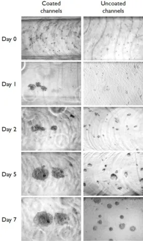 Figure 2. Typical microphotographs of HT29 cells cultured in gelatin-coated microchannels (left  column) and in control uncoated microchannels (right column)