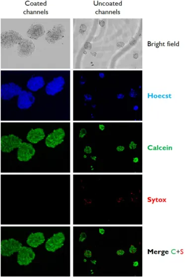 Figure 3. Typical bright field and epifluorescence microphotographs of HT29 cells cultured in  gelatin-coated microchannels (left column) or in control uncoated microchannels (right column)