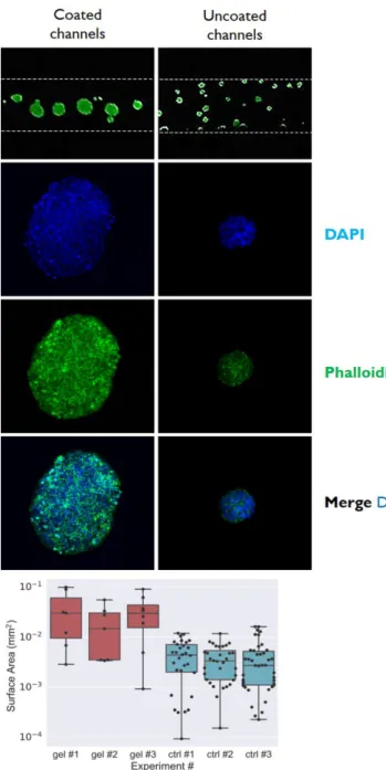 Table 1. Kinetic of dimensional growth of 3D microtissues cultured in gelatin-coated and uncoated  microfluidic chips