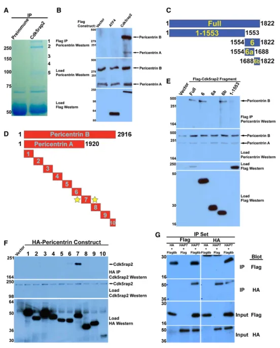 Figure 6. Cdk5rap2 and Pericentrin Interact through Specific Protein Domains