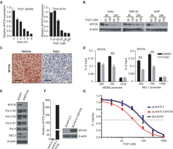 Figure 4. Cytotoxic Effects of THZ1 are Mediated in Part Through Inhibition of MYCN  Expression