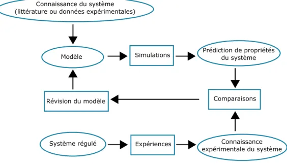 Figure 1.  Processus de construction et d’analyse d’un réseau de régulation (adapté de de  Jong, 2002)