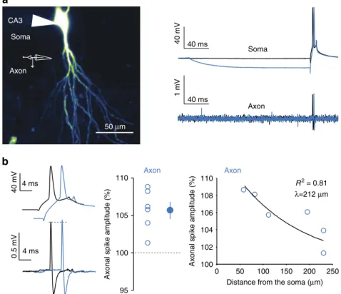 Figure 3 | h-ADF enhances spike amplitude in the axon. (a) Left, confocal image of a CA3 neuron ﬁlled with Alexa 488