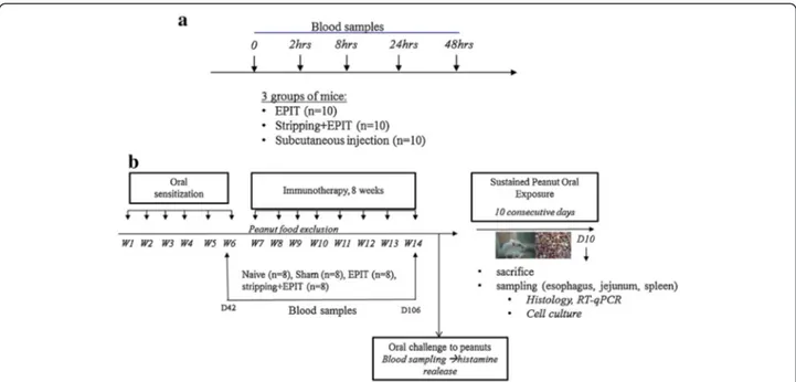 Figure 1 a-Study design for the evaluation of peanut protein passage into blood stream after epicutaneous application on intact or stripped skin