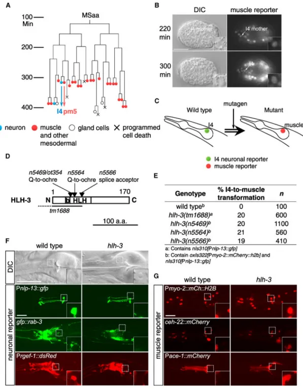 Figure 1. The Mesoderm-Derived I4 Neuron Adopts a Pharyngeal Muscle Cell Fate in hlh-3  Mutants
