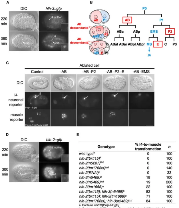 Figure 2. HLH-3 Functions Cell Autonomously and Synergistically with HLH-2 to Promote I4  Neurogenesis