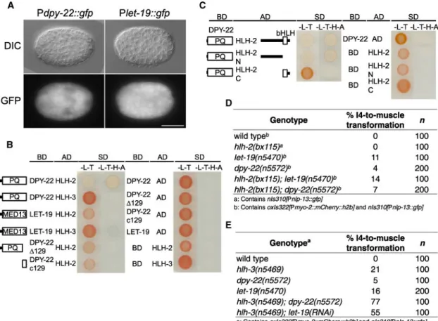 Figure 4. The Mediator Subunits DPY-22 and LET-19 Function in the Same Pathway as HLH-2  and in Parallel to HLH-3 to Promote I4 Neurogenesis