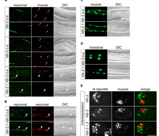 Figure 6. bHLH Overexpression Induces Neuronal Cell-Fate Transformation of Non-neuronal  Cells