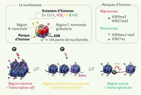 Figure 2. La régulation de l’expression  génique dépend de mécanismes  épigéné-tiques qui modifient la composition et la  structure de la chromatine
