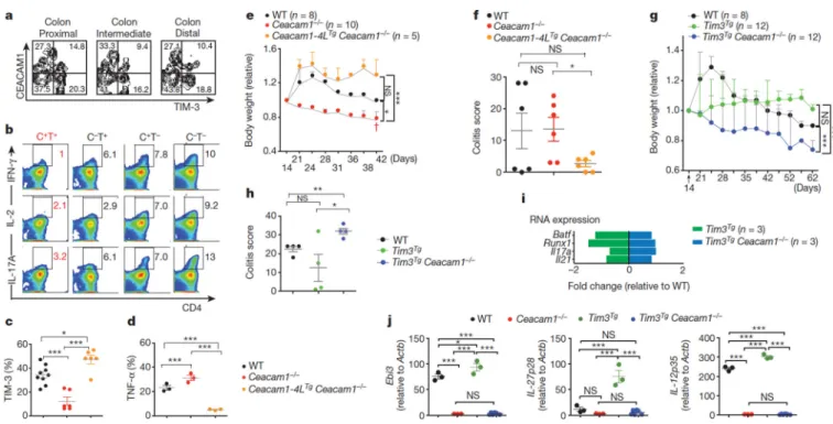 Figure 3. TIM-3 regulation of mucosa-associated inflammation requires CEACAM1 a, mCEACAM1 and mTIM-3 expression on colonic lamina propria CD4 +  T cells, b,  Intracellular cytokines in cells described in a