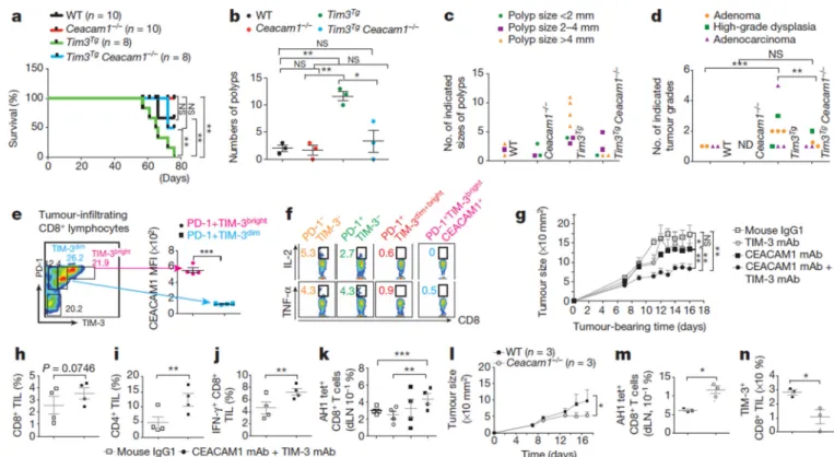 Figure 4. CEACAM1 determines TIM-3 regulation of anti-tumour immune responses