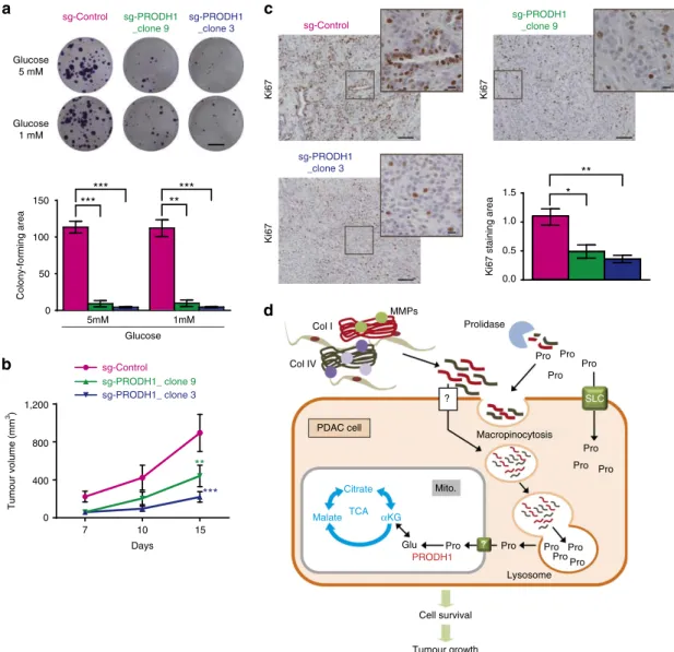 Figure 8 | PRODH1 inhibition limits pancreatic cancer cell resistance to nutrient limitation and impedes pancreatic tumour growth