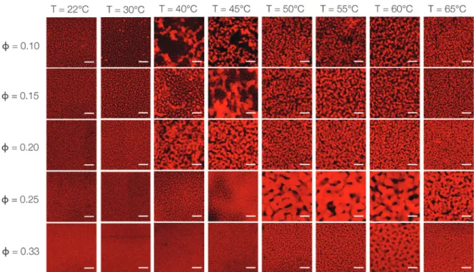 Fig. 1 is a panel of representative CLSM images that provides visual evidence of the sequential phase transitions of the nanoemulsions.