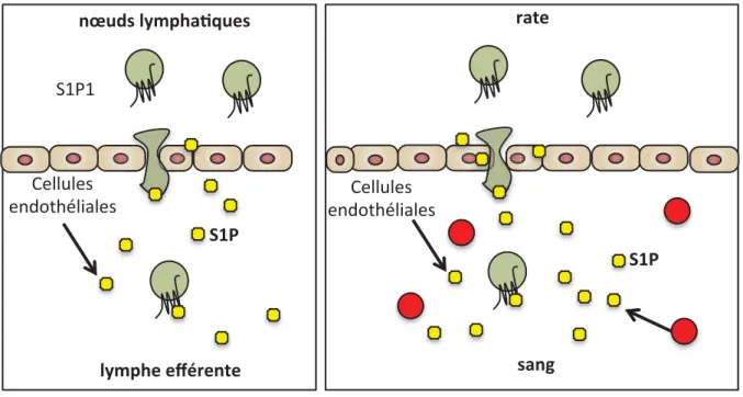 Figure 8 : Sortie des lymphocytes des OLII. Les  lymphocytes  (cercle  vert)  expriment  le  récepteur  S1P  (S1P1)