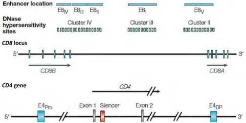 Figure 5 - Représentation schématique des éléments cis-régulateurs de l’expression des gènes  CD4 et CD8